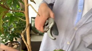 Гибискус не цветет. Обрезка. Формирование кроны Китайской розы.