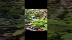 Обзор нашей теплицы