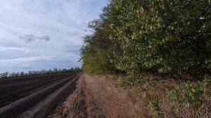 КОП МЕТАЛЛА 16.10.2024