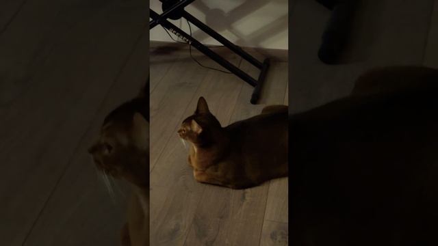 НОВЫЙ РАССКАЗ НА КАНАЛЕ ️ #dreams #умныйкот #catlover #smartcat #cute #умныекоты #умныекошки #