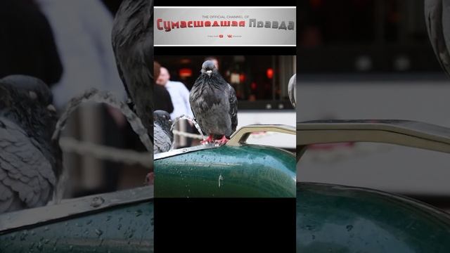 Топ 10 самых умных животных 9 место#животные #умные#топ 10#интересное#познавательно#голубь