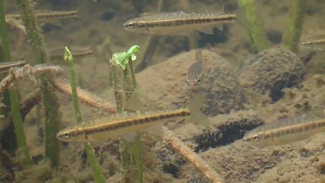 О чем молчат рыбы. 13 Гольян в горных реках