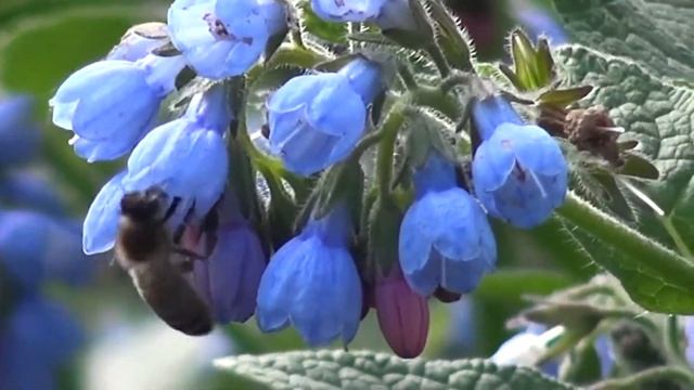Цветы и насекомые Flowers and insects Blumen und Insekten 花と昆虫 花朵与昆虫 Fleurs  insectes 꽃과 ziminvideo смотреть онлайн