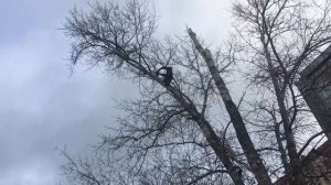 Обрезка тополей в Московской области