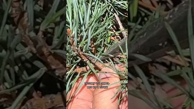 Как работать с лапами у сосны в конце сезона ( часть 3)