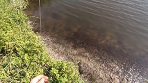ВОТ ЭТО РЫБАЛКА НА ПОПЛАВОК! РЫБЫ УТАСКИВАЮТ УДОЧКИ. Ловля сазана на удочку.