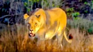 Львица просто ПЕРЕКРЫВАЕТ нам дорогу, требуя мясо, пришлось Олегу Зубкову отбирать его у львов!