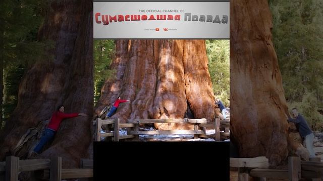 два самых больших дерева в мире Дерево №1