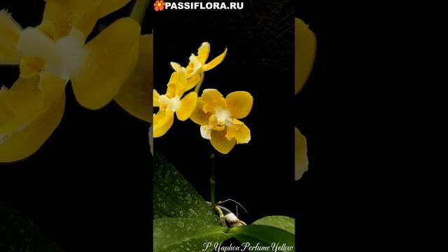 P. Yaphon Perfume Yellow