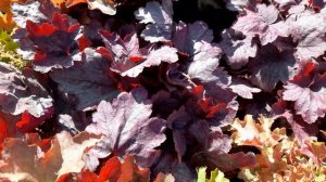 Акция на гейхеры! Обзор, сорта . 89192346048-Ватсап.