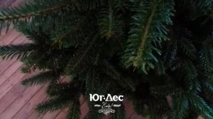 Ёлки, а не палки! — В парке Созидания