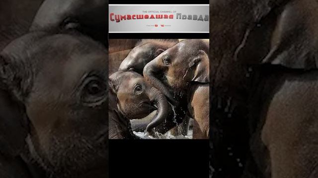 Топ 10 самых умных  животных 4 место#животные #топ 10#интересно#познавательно#умные#слоны#невероятно