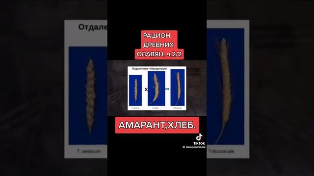 Амарант