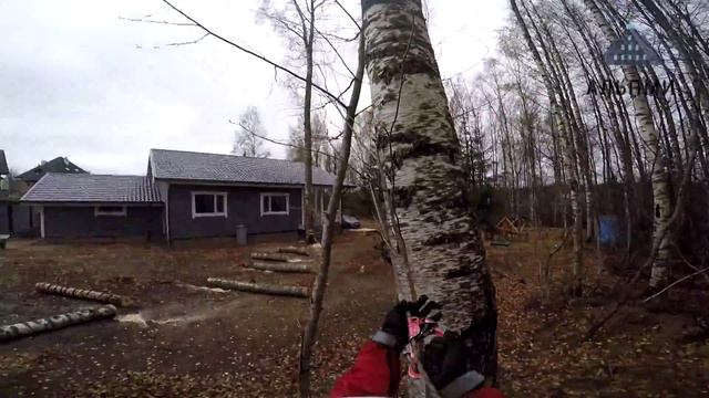 Валка дерева и дробление пня