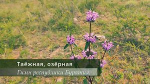 Таёжная, озерная, степная... Песня о родной земле. (гимн республики Бурятия). Живой звук!