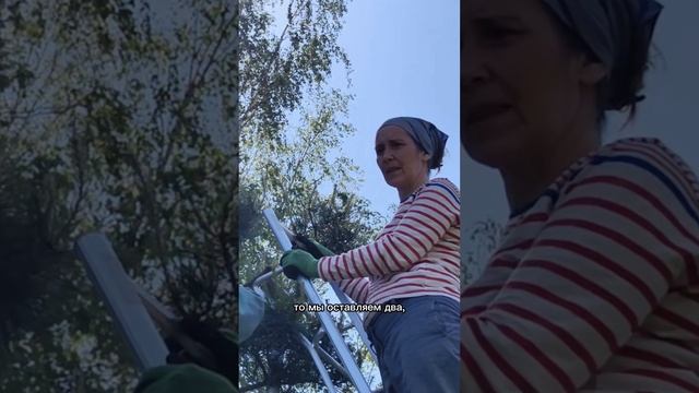 Формирование сосны (часть 2)