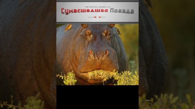ЧТО ЕСТ БЕГЕМОТ ? ИНТЕРЕСНЫЕ ФАКТЫ О БЕГЕМОТАХ!