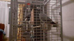 Вторая попытка попеть "Темная ночь", ну собственно что получилось то получилось