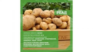 DokaGene сегодня мы расскажем Вам о сортах картофеля собственной селекции - РЕАЛ и КАЛИНКА