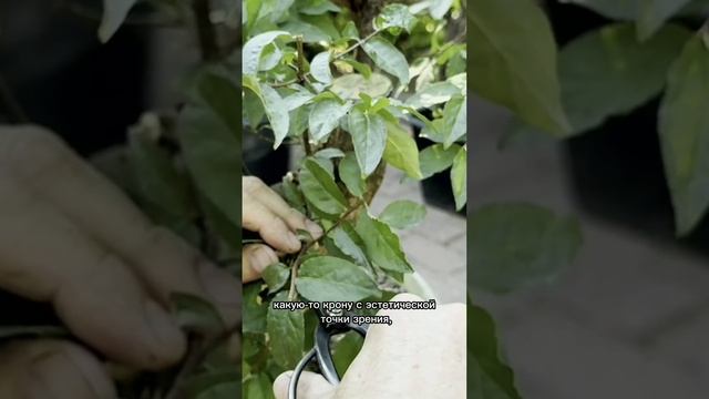 Формирование бересклета бородавчатого (часть 2)