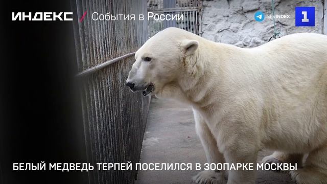 Белый медведь Терпей поселился в зоопарке Москвы