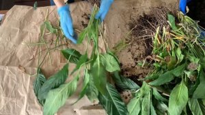 Как рассадить Спатифиллум и получить новые растения