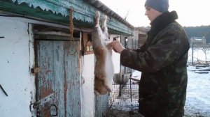 Забой кролика на мясо
