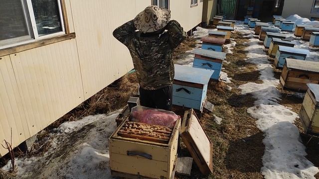 500+ Спасаем слабые семьи до облёта. смотреть онлайн