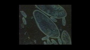 Старинный микроскоп