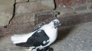 Челябинские голуби -1