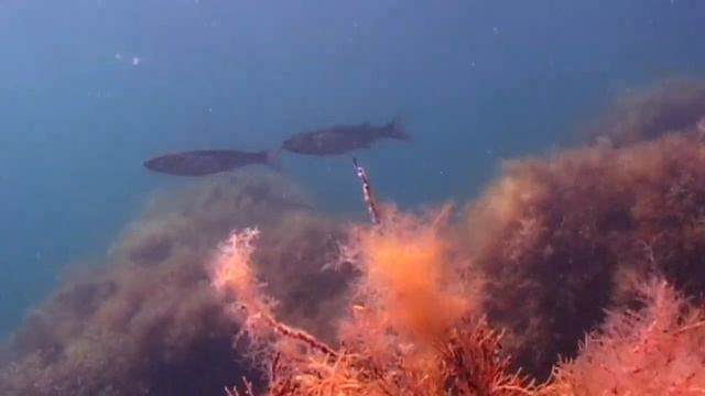 КЕФАЛЬ. О чём молчат рыбы 23