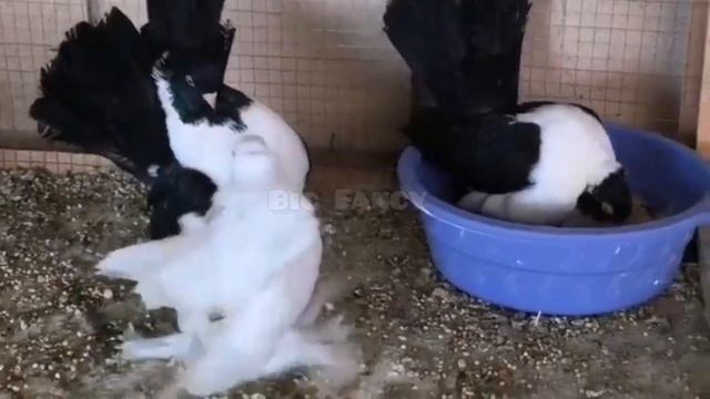 Russian Volga pigeons varieties || Fancy pigeons breeder - fancy pigeon breeds farm смотреть онлайн