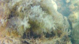 Архипо - Осиповка. Подводный мир - рыбы ласточки, крабы