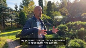 Самые частые ошибки при формировании сосен и как их избежать? ✂️ ВИДЕО 2 из 5
