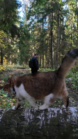 Ну конечно, Плюха и не пойдет.