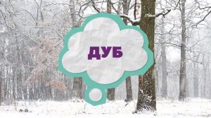 Как отличить деревья зимой?