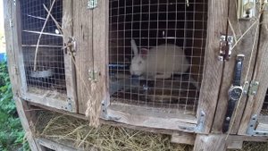 Окрол при +37 градусах