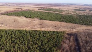 Сосны лесхоза Юг-Лес. Вид сверху