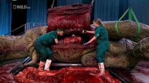 National Geographic T-rex Autopsy