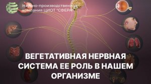 Вегетативная нервная система ее роль в нашем организме. ЦИОТ "Сфера"