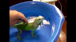 Купание игуаны