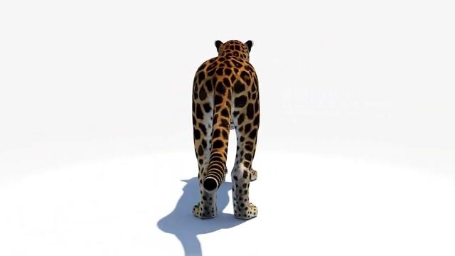 Big Cats 3d Model: Lion, Tiger, Leopard, and Cheetah | @PROmax3D