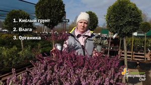 Эрика - растение из семейства Вересковых. Посадка и уход