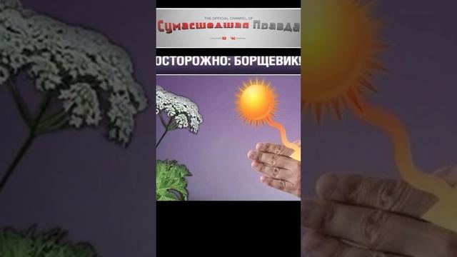 Опасности поджидающие на шашлыках.№3#опасность#шашлыки#боярышник#ожог#познавательно#