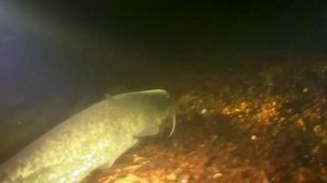 СОМ НОЧЬЮ Silurus glanis О чём молчат рыбы 66