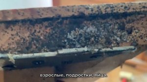 Показываем живых постельных клопов всех видов от яйца и прозрачной нимфы до взрослого клопа
