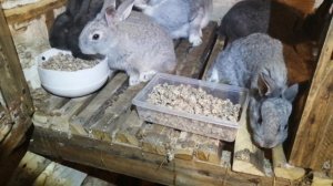 Маленькие кролики 1,5 месяца