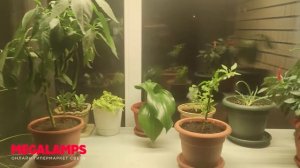 Отзыв на подвесной светильник Lussole Decatur LSP-9516