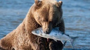 Как спастись от медведя