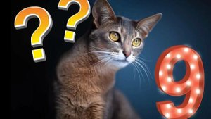 Правда ли, что у кошек 9 жизней?